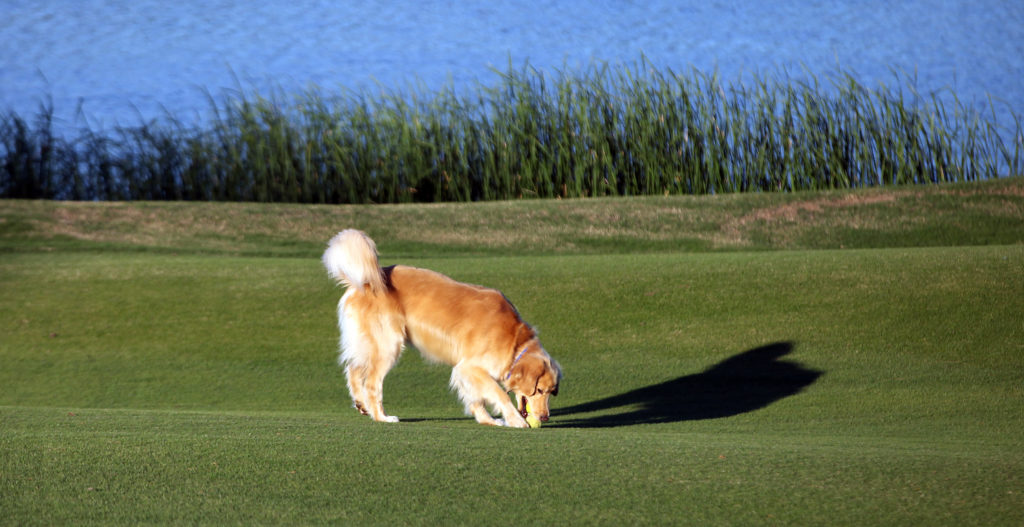 Dog at the Vaquero Club